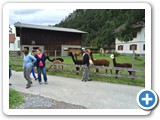 Lamas als Nachbarn